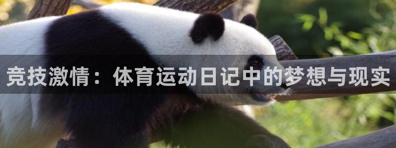 3377体育官方正版app代理