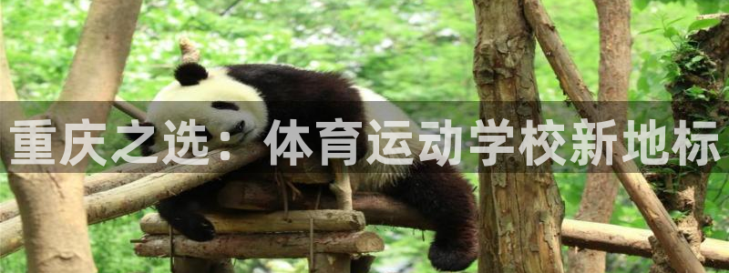 3377体育官方平台体育：重庆之选：体育运动学校新地标